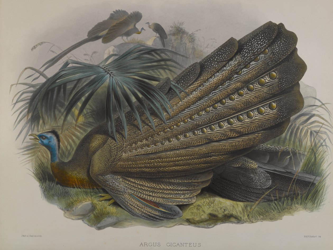 Argus Giganteus：伟大的阿格斯雉鸡 作者 约翰·古尔德