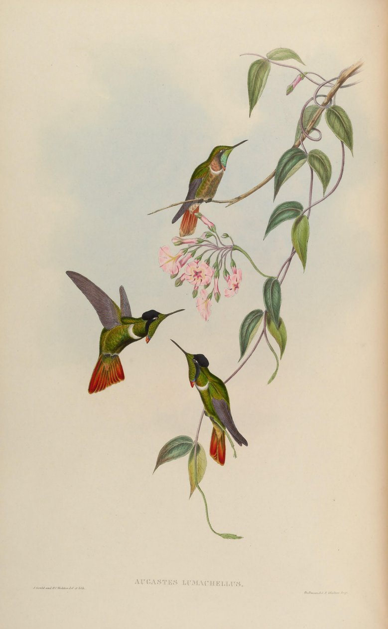 Augastes lumachellus 作者 约翰·古尔德