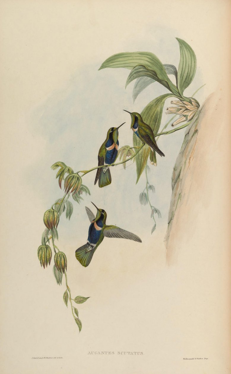 Augastes scutatus 作者 约翰·古尔德