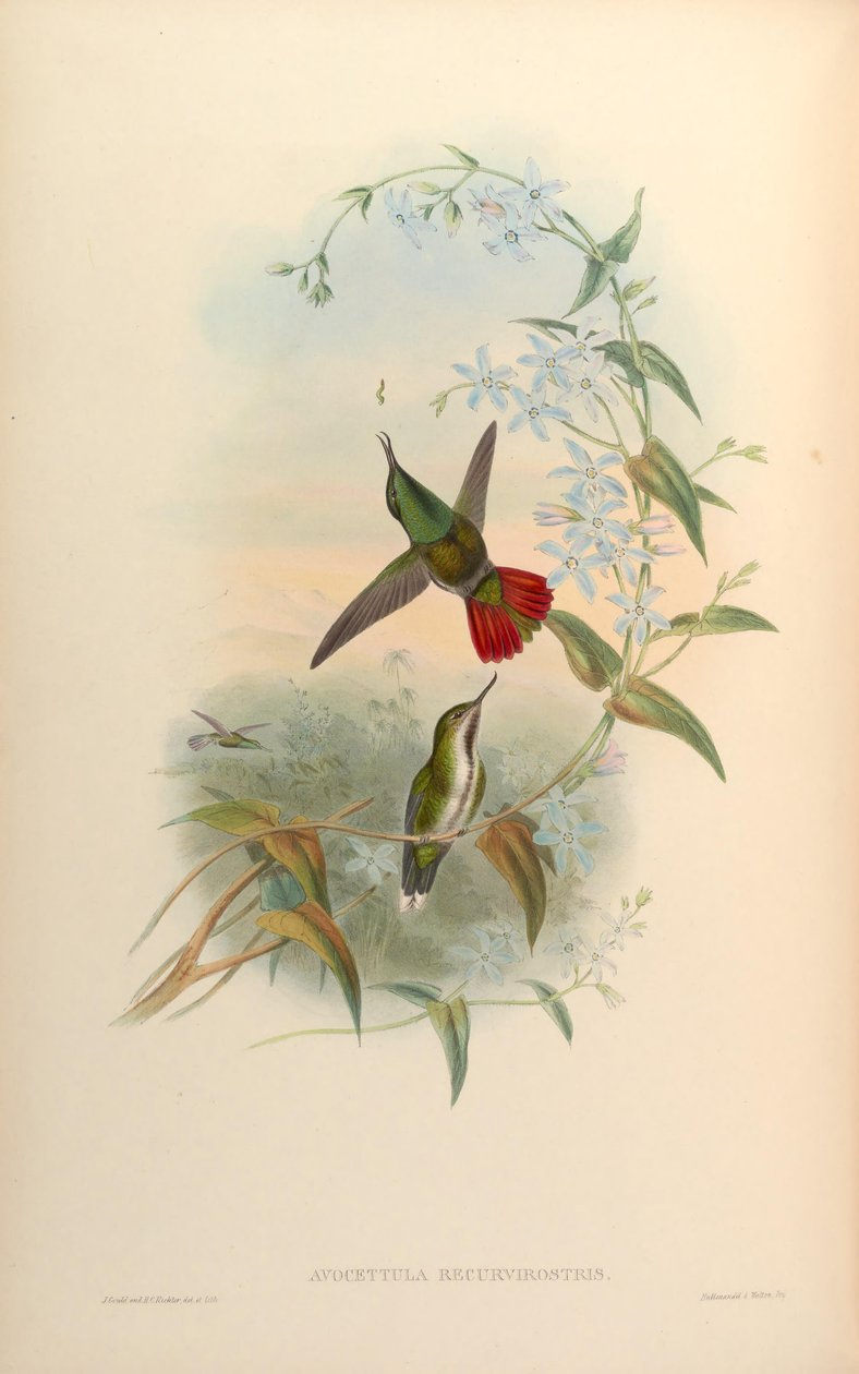 Avocettula recurvirostris 作者 约翰·古尔德