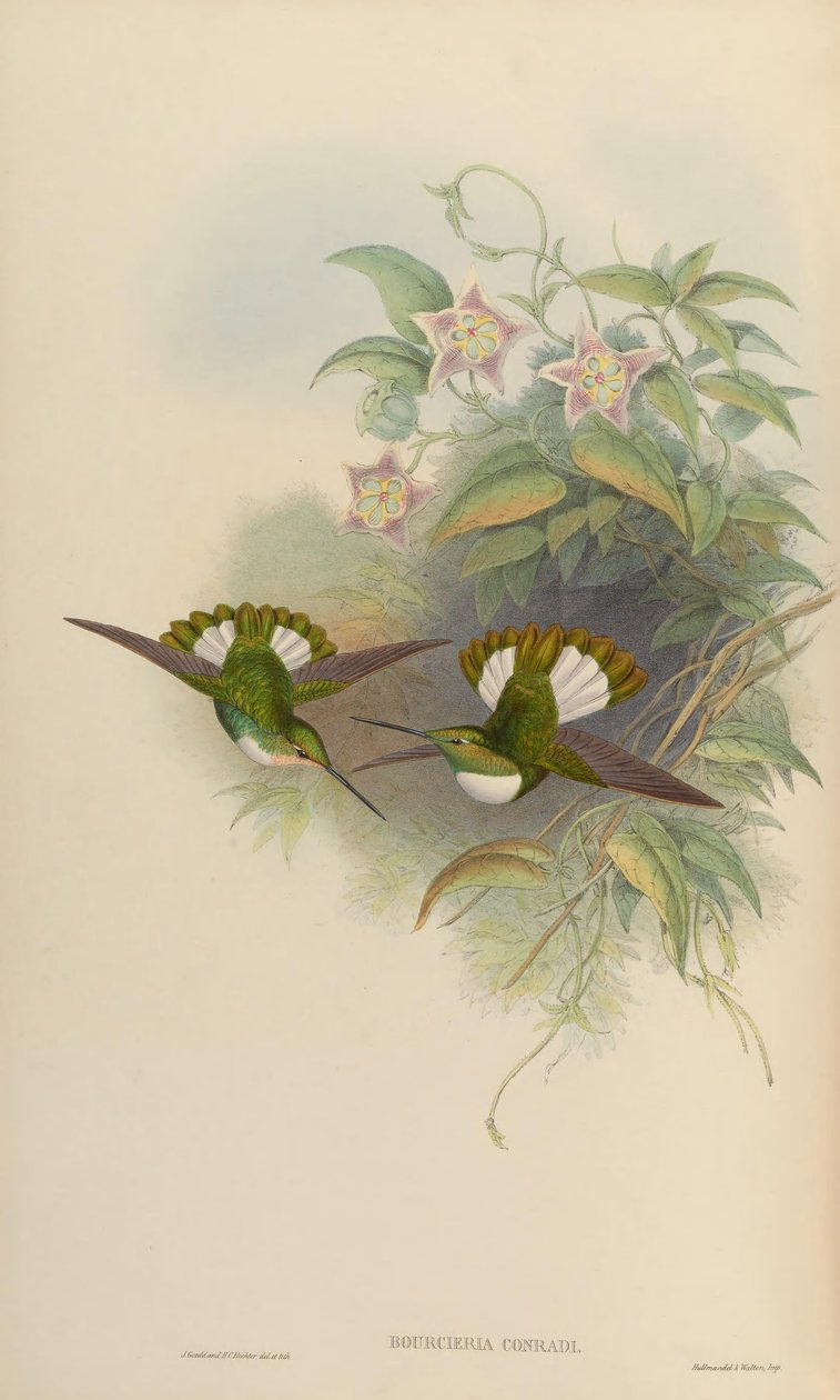 Bourciera conradi = Coeligena torquata conradii 作者 约翰·古尔德