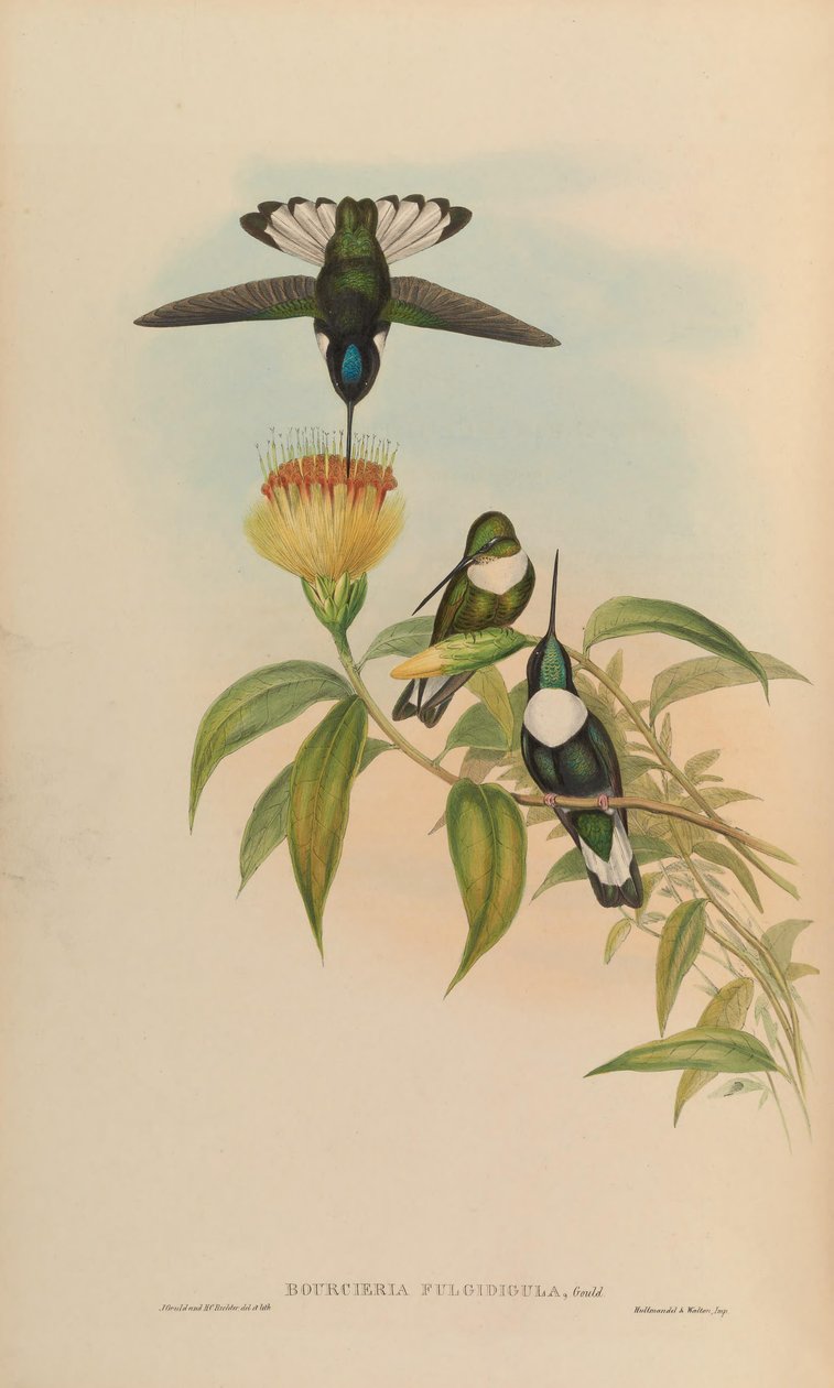 Bourciera fulgidigula = Coeligena torquata 作者 约翰·古尔德