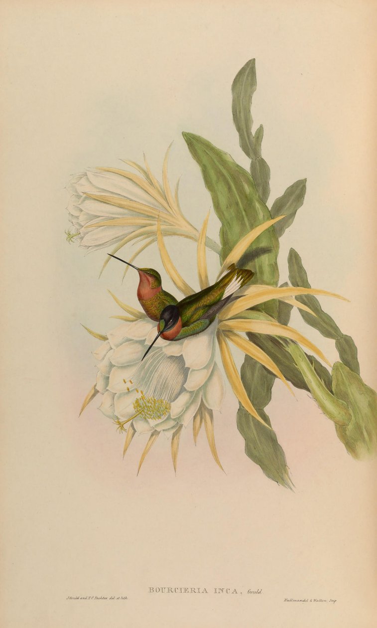 Bourciera inca = Coeligena torquata仍然 作者 约翰·古尔德