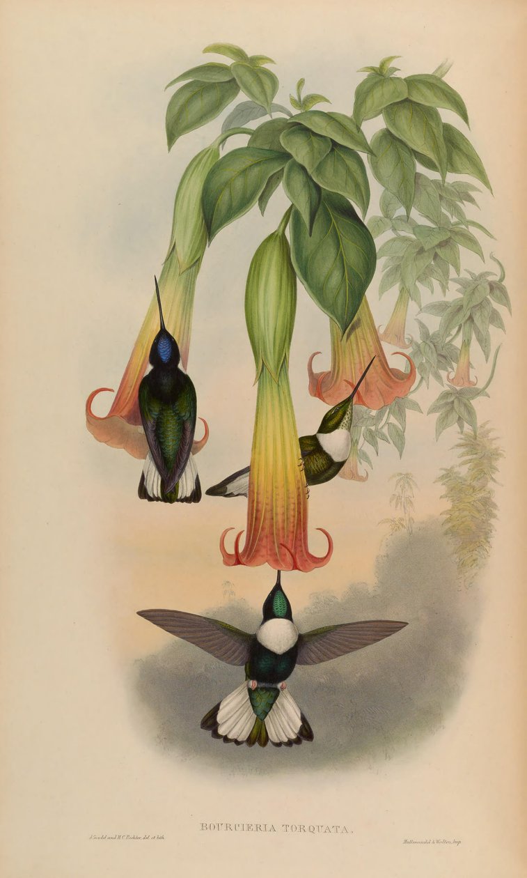 Bourciera torquata = Coeligena torquata 作者 约翰·古尔德