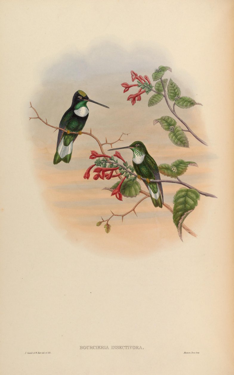 Bourcieria insectivora = Coeligena torquata insectivora 作者 约翰·古尔德