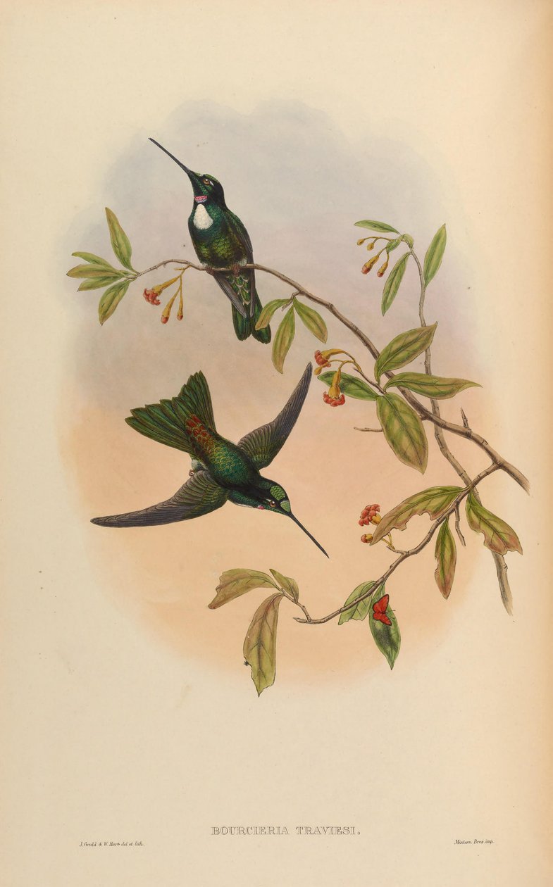 Bourcrieria insectivora = Coeligena torquata torquata 作者 约翰·古尔德