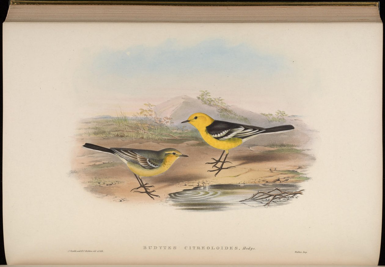 Budytes citreoloides = Motacilla citreolus citreoloides 作者 约翰·古尔德