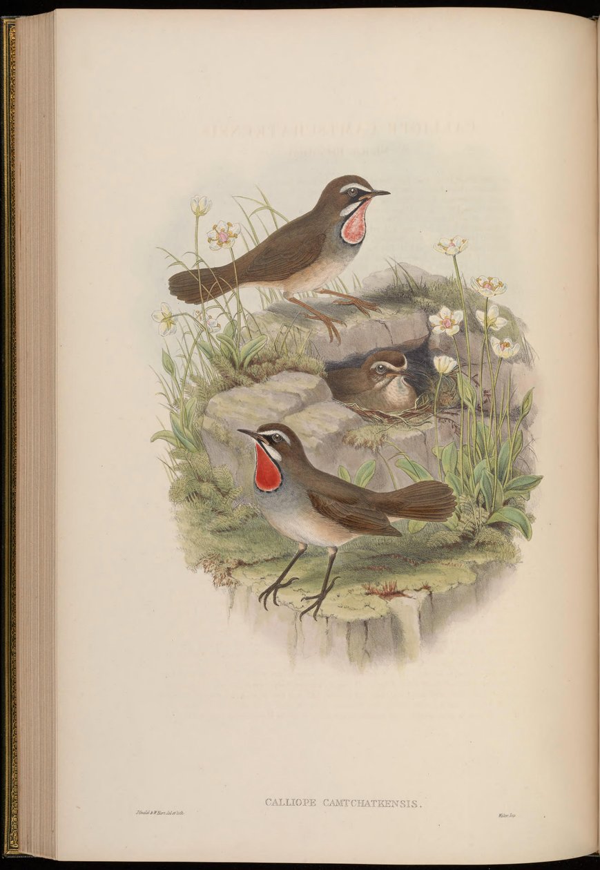Calliope camtschatkensis = Luscinia calliope camtschatkensis [] 作者 约翰·古尔德