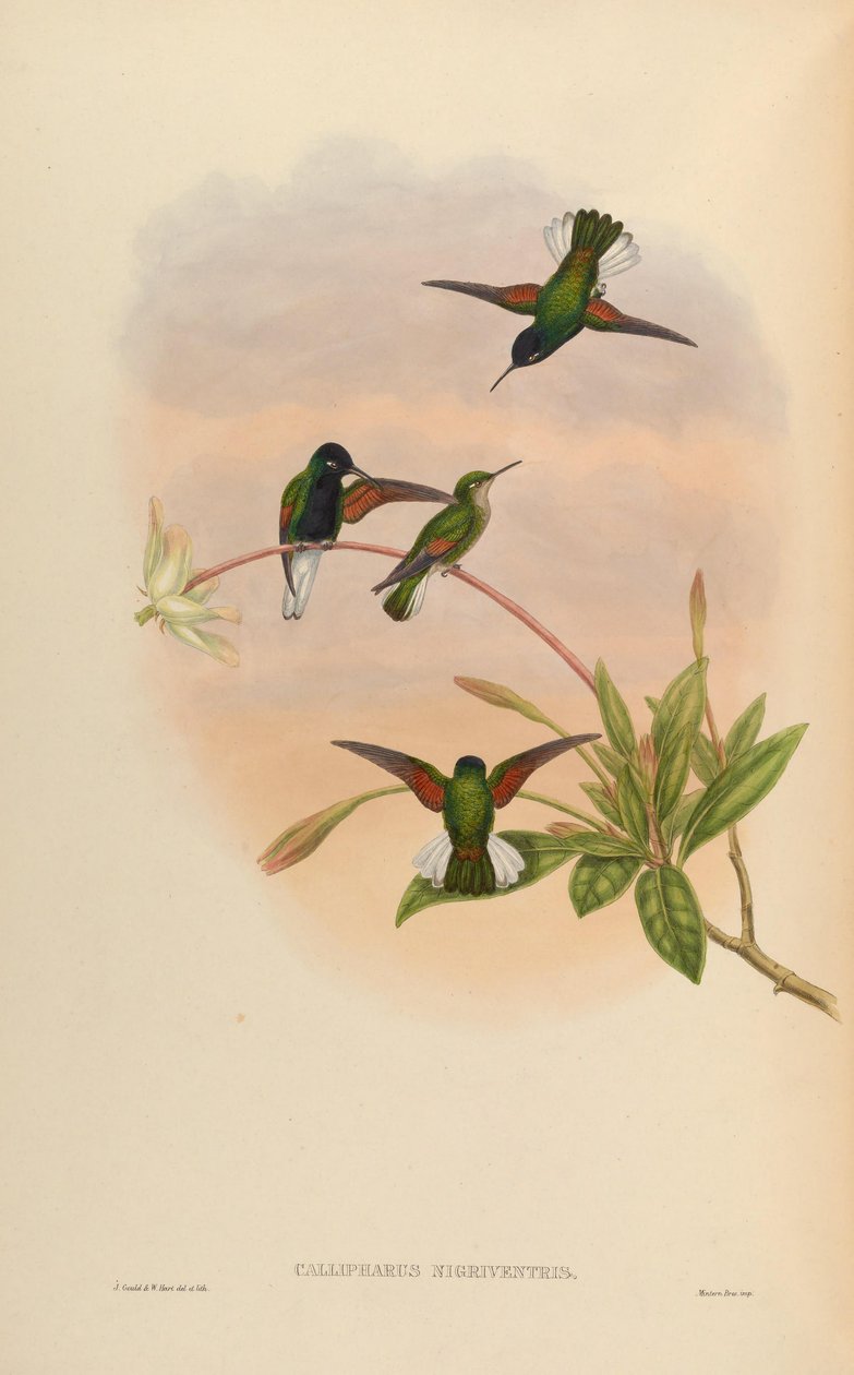 Callipharus nigriventris = Eupherusa nigriventris 作者 约翰·古尔德