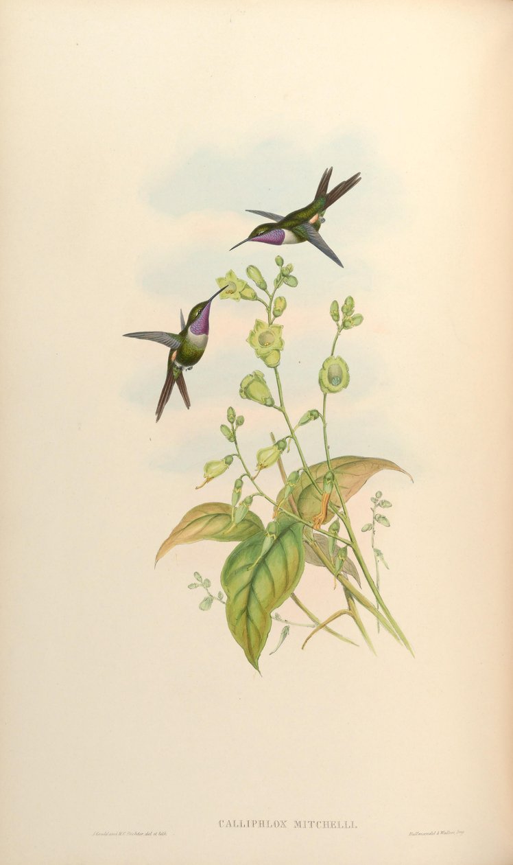Calliphlox mitchelli 作者 约翰·古尔德