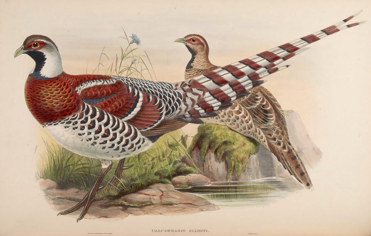 Calophasis ellioti = Syrmaticus ellioti 作者 约翰·古尔德