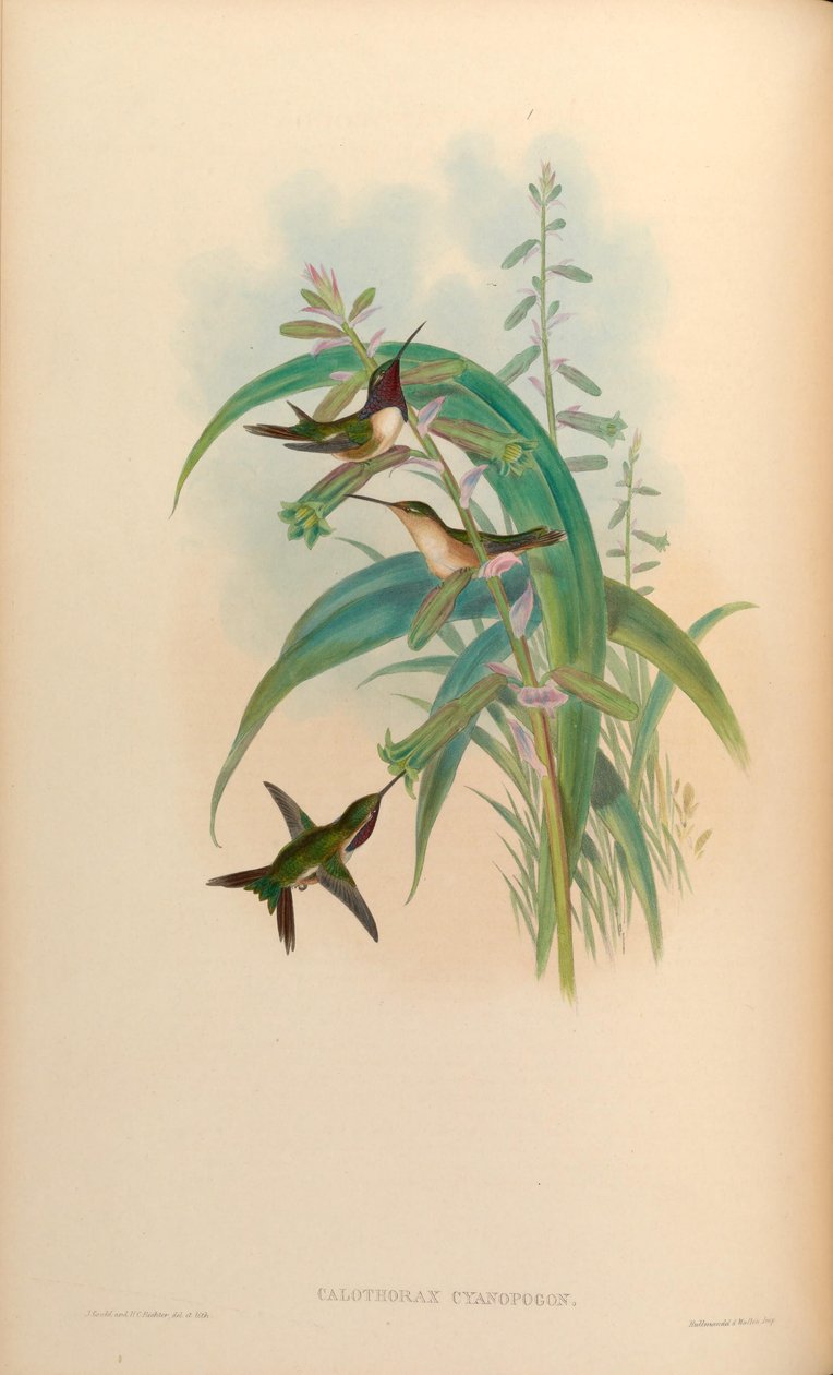 Calothorax cyanopogon = Calothorax lucifer cyanopogon 作者 约翰·古尔德