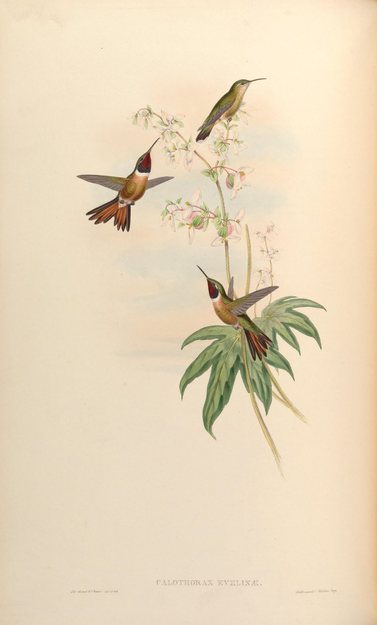 Calothorax evelinae = Calliphlox evelynae 作者 约翰·古尔德