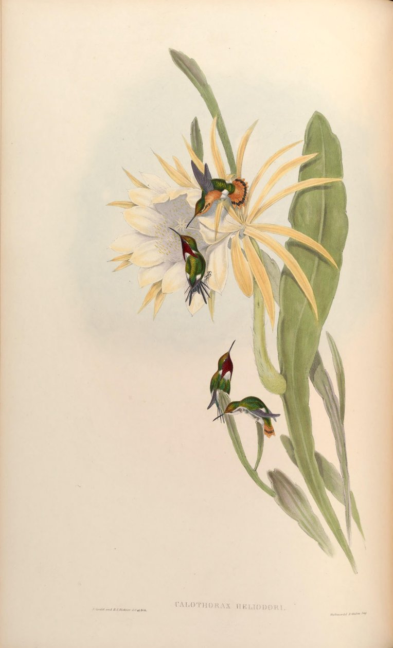 Calothorax heliodor = Chaetocercus heliodor 作者 约翰·古尔德