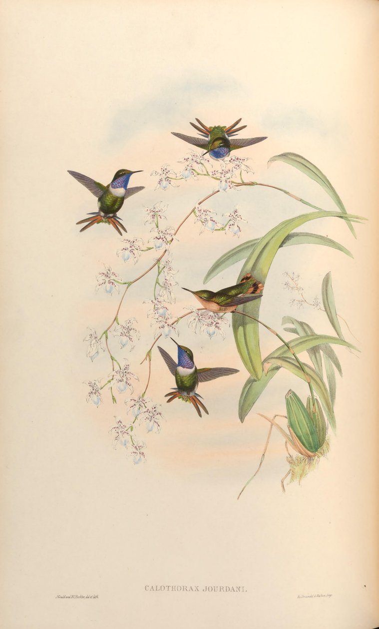 Calothorax jourdani = Chaetocercus jourdanii 作者 约翰·古尔德