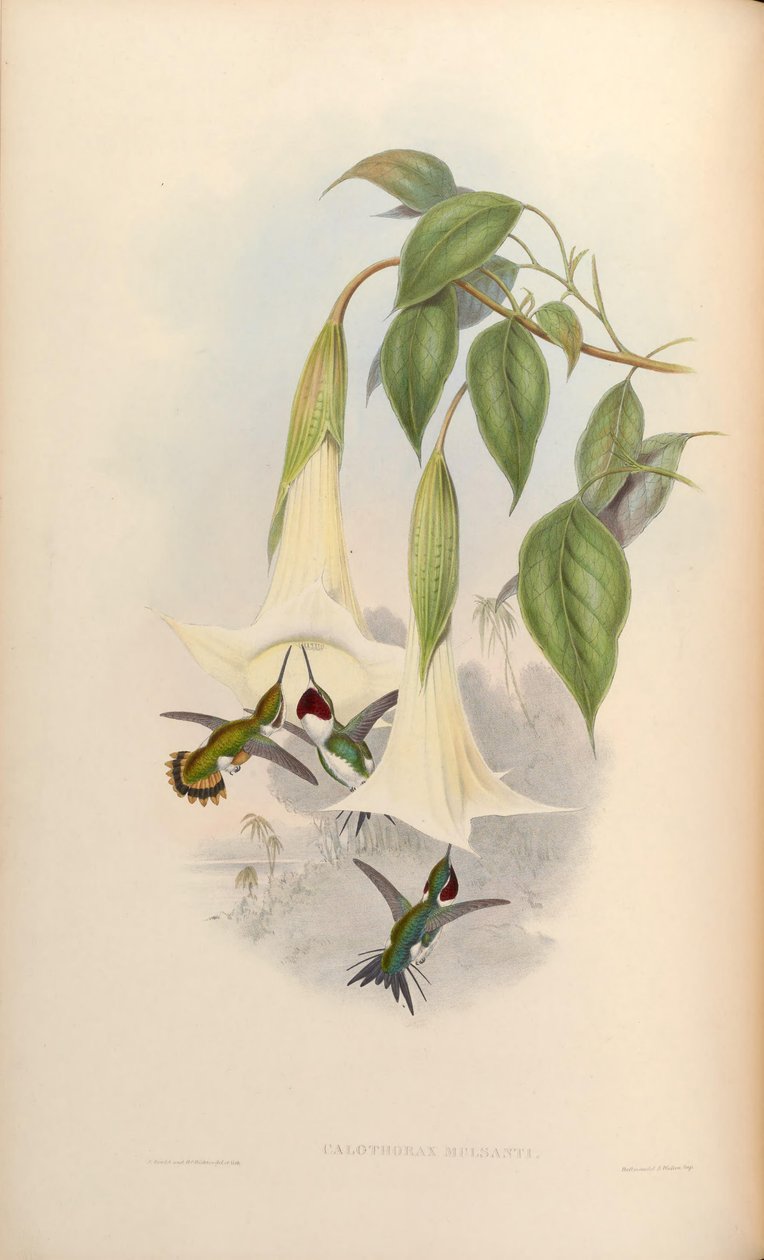 Calothorax mulsanti = Chaetocercus mulsant 作者 约翰·古尔德