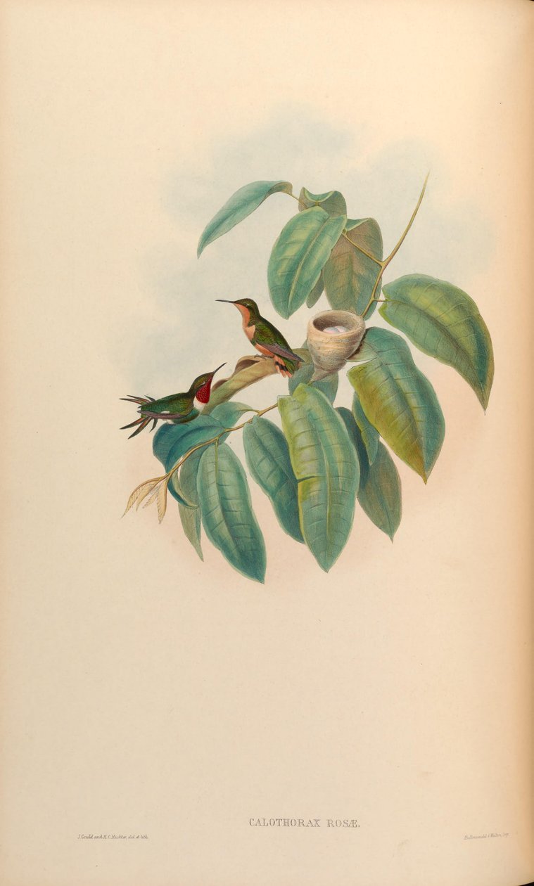 Calothorax玫瑰玫瑰= Chaetocercus jourdanii 作者 约翰·古尔德