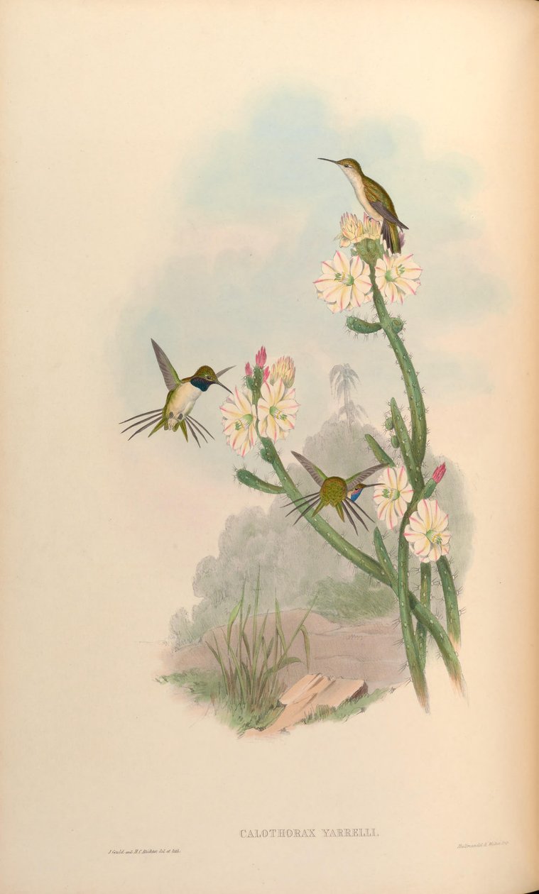 Calothorax yarrelli = Eulidia yarrellii 作者 约翰·古尔德