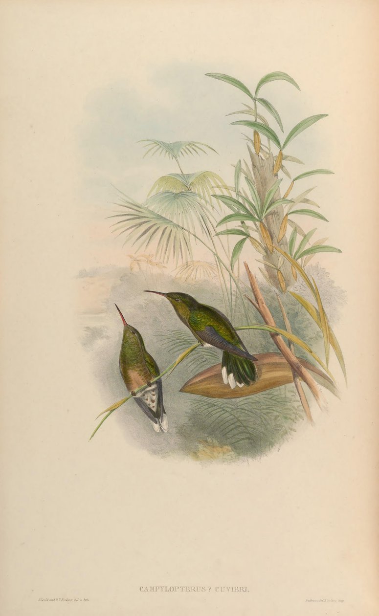 Campylopterus cuvierii = Phaeochroa cuvierii maculicauda 作者 约翰·古尔德