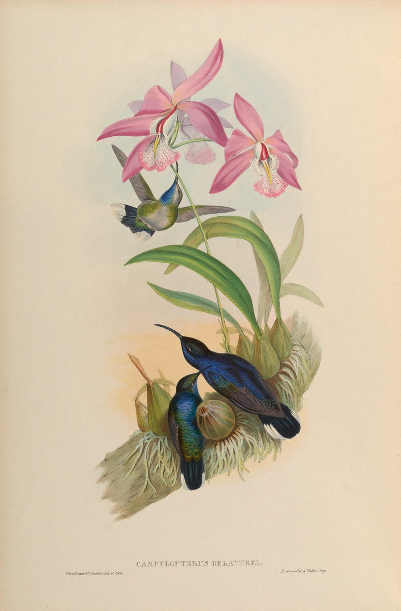 Campylopterus delattrei = Campylopterus hemileucurus hemileucurus 作者 约翰·古尔德