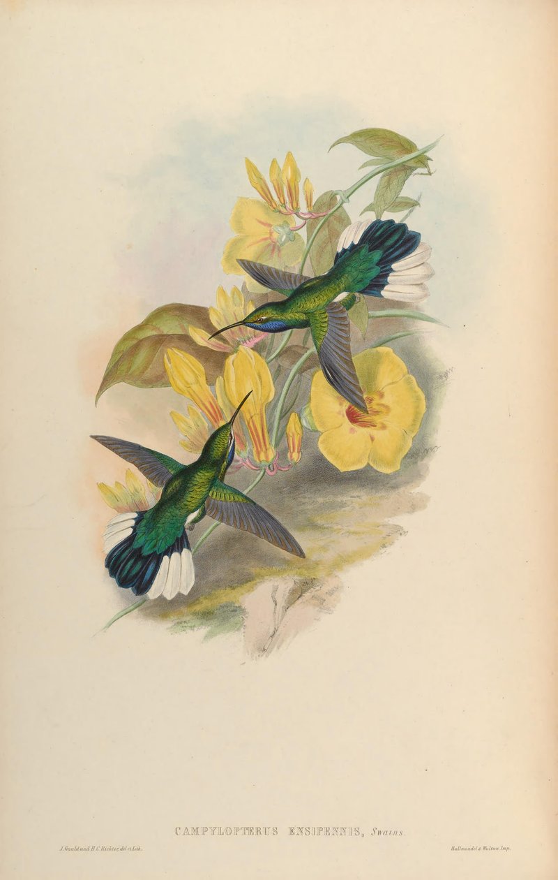 Campylopterus ensipennis 作者 约翰·古尔德