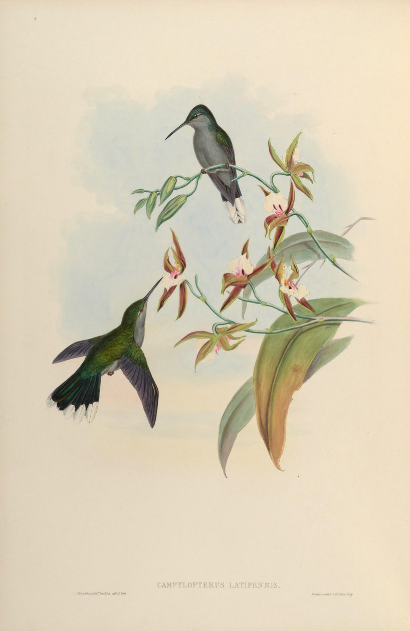 Campylopterus latipennis = Campylopterus largipennis 作者 约翰·古尔德