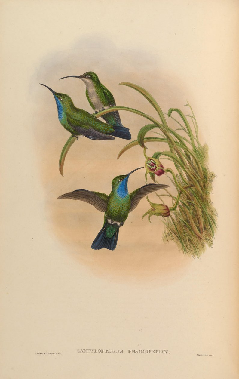 Campylopterus phainopeplus 作者 约翰·古尔德