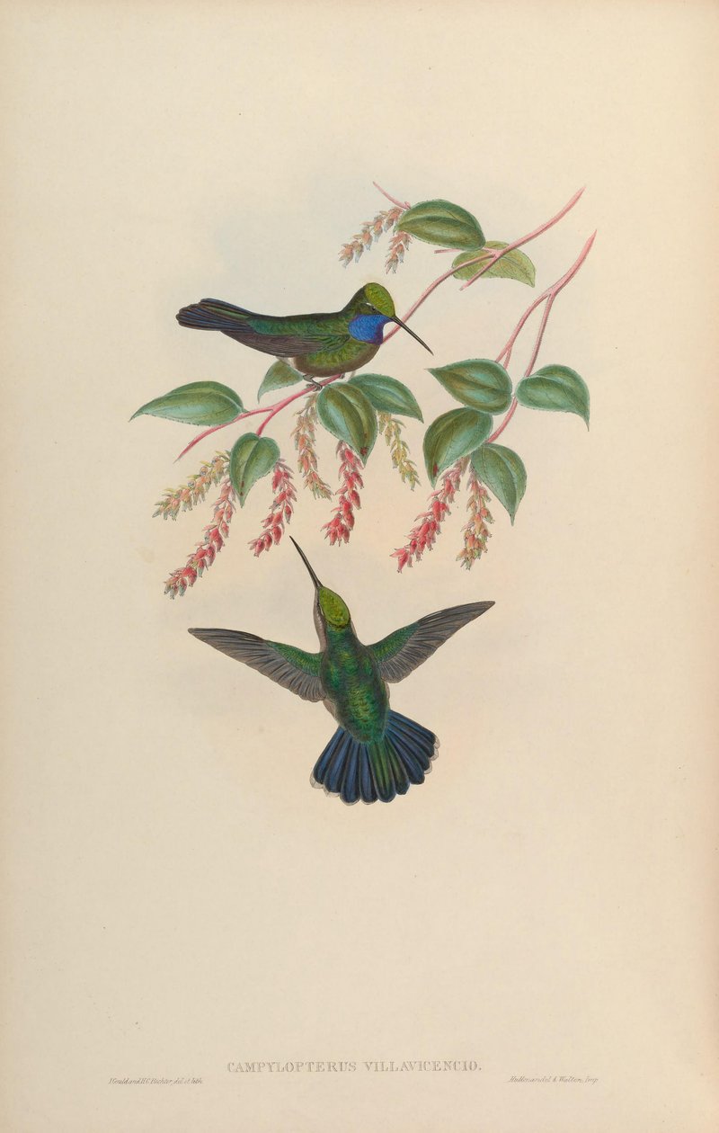 Campylopterus villaviscensio 作者 约翰·古尔德