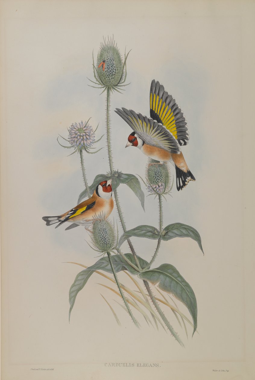 Carduelis Elegans  - 金翅雀 作者 约翰·古尔德