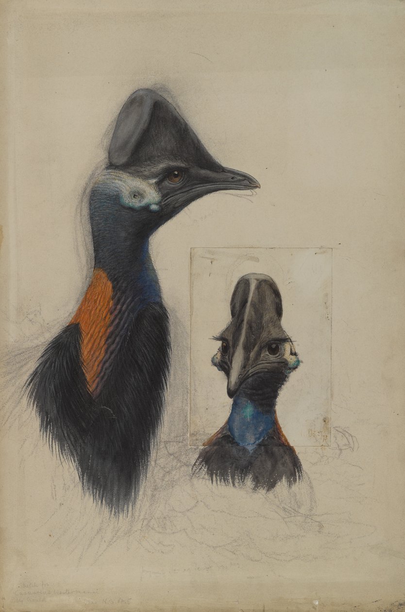 Casuarius Westerman，1873 作者 约翰·古尔德