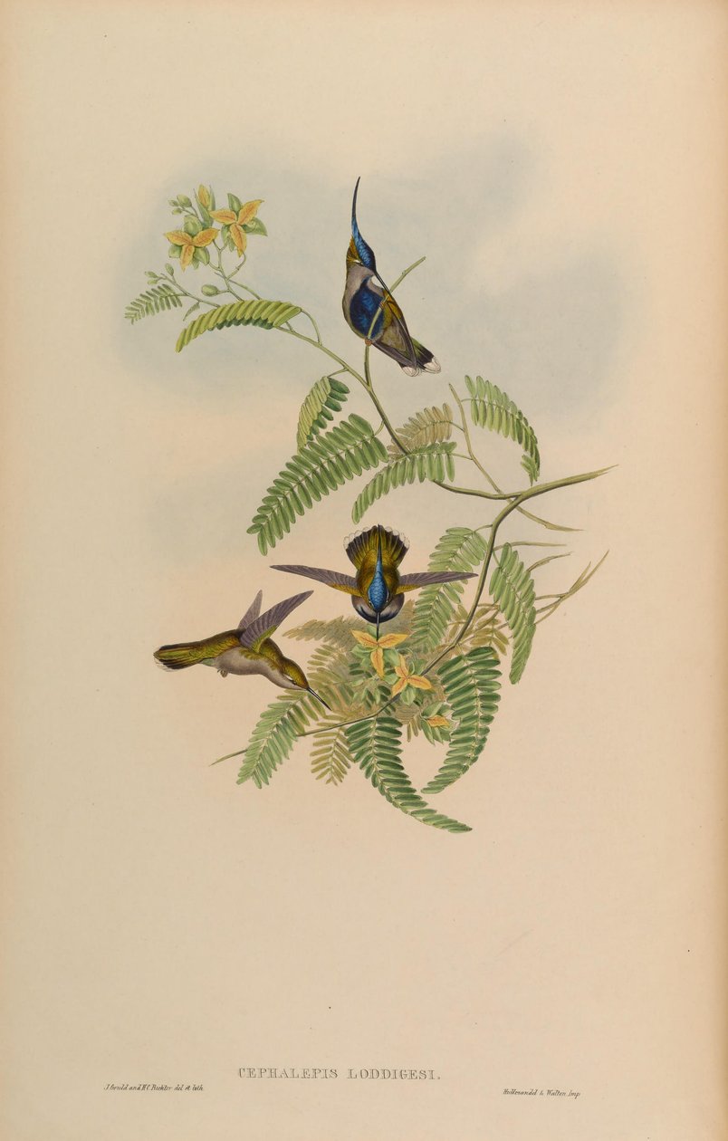 Cephalepis loddigesi = Stephanoxis lalandi loddigesii 作者 约翰·古尔德