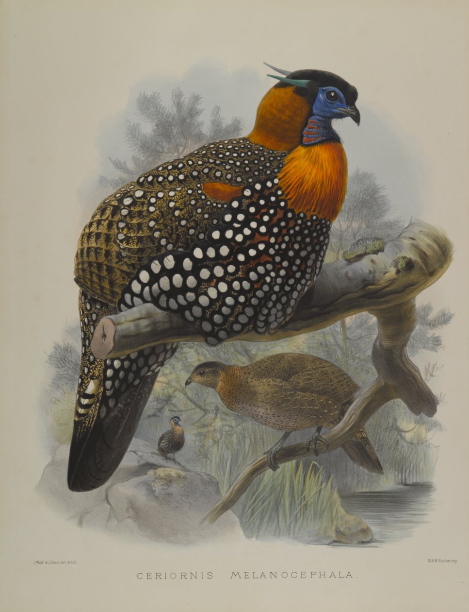 Ceriornis Melanocephala 作者 约翰·古尔德