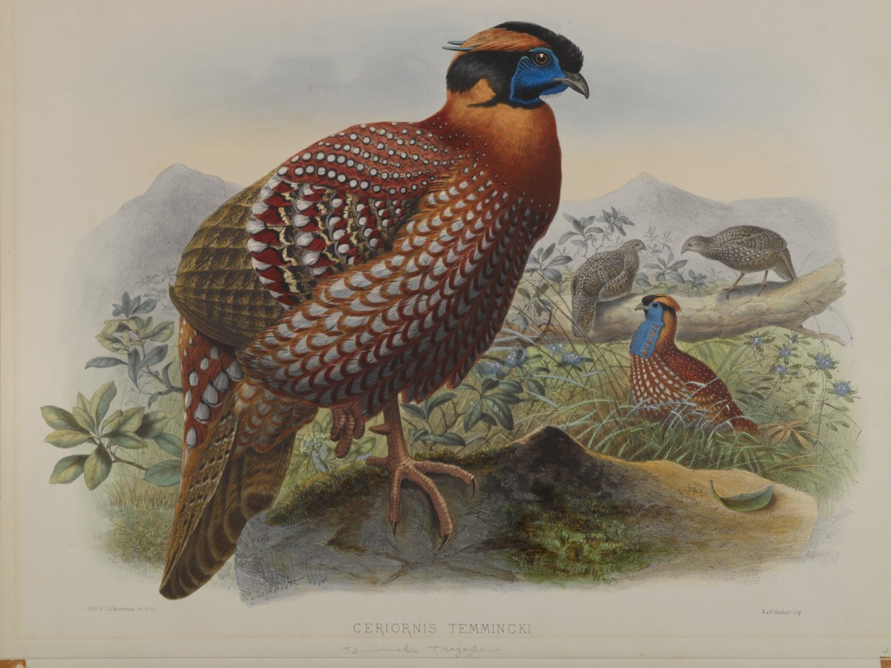 Ceriornis Temminkii：Temmincks Trazapan 作者 约翰·古尔德