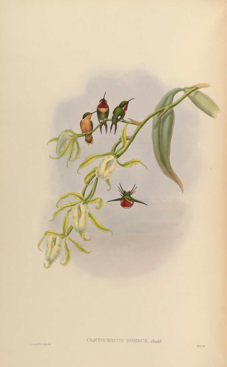 Chaetocercus bombus 作者 约翰·古尔德