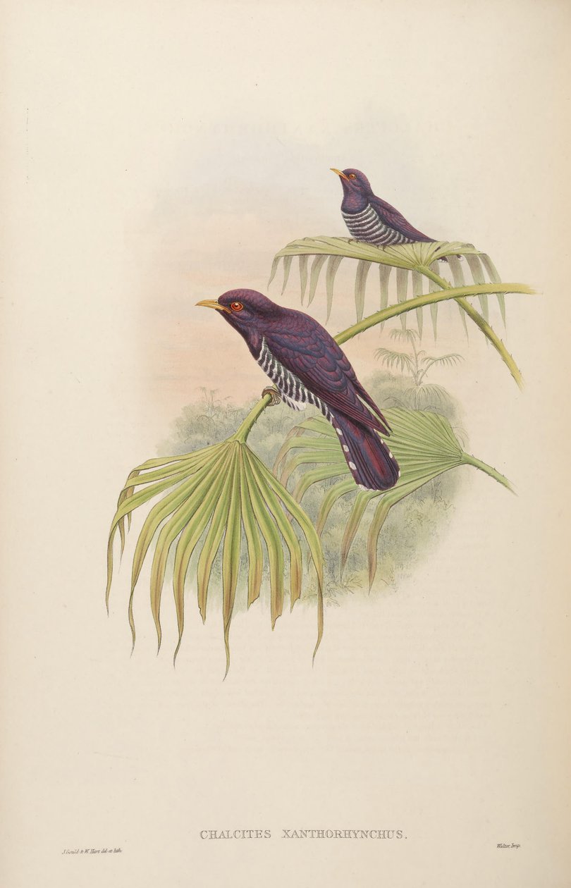 Chalcites xanthorhynchus = Chrysococcyx xanthorhynchus 作者 约翰·古尔德