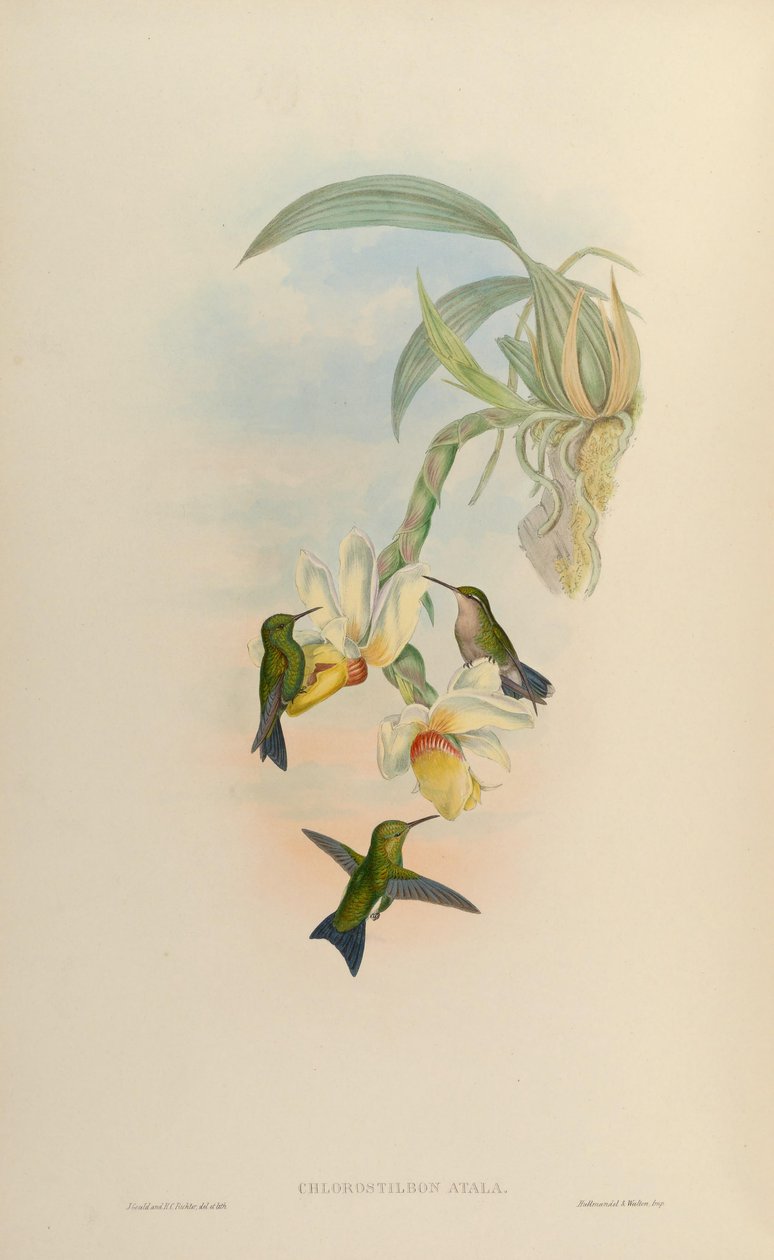 Chlorostilbon atala = Chlorostilbon mellisugus mellisugus 作者 约翰·古尔德