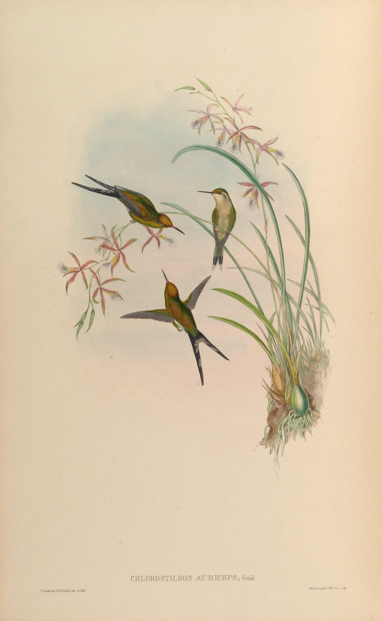 Chlorostilbon auriceps = Chlorostilbon auriceps 作者 约翰·古尔德