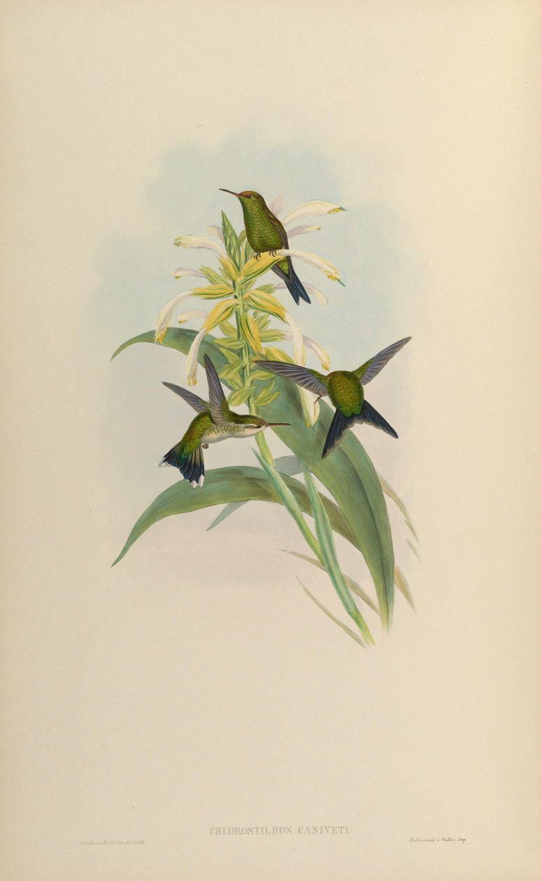 Chlorostilbon canivetii 作者 约翰·古尔德