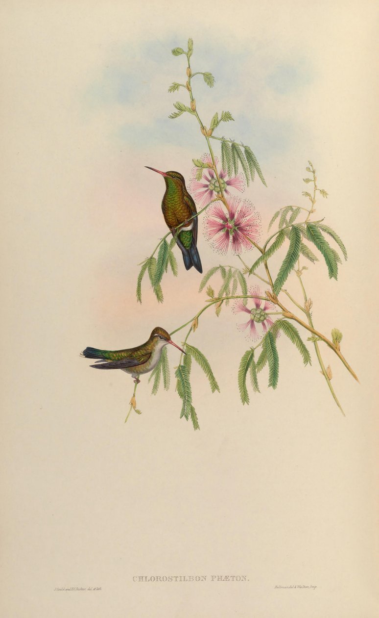 Chlorostilbon phaethon = Chlorostilbon aureoventris = Chlorostilbon lucidus 作者 约翰·古尔德
