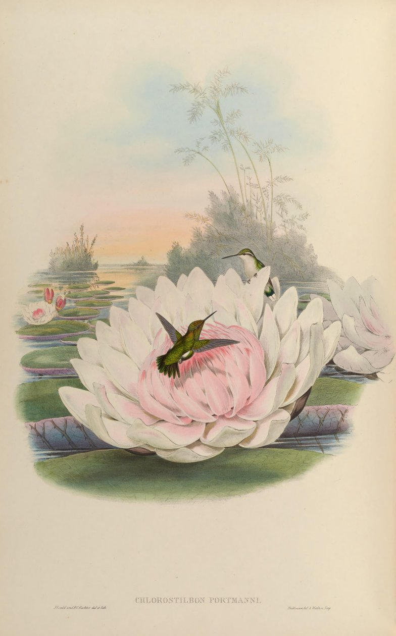 Chlorostilbon poortmani 作者 约翰·古尔德