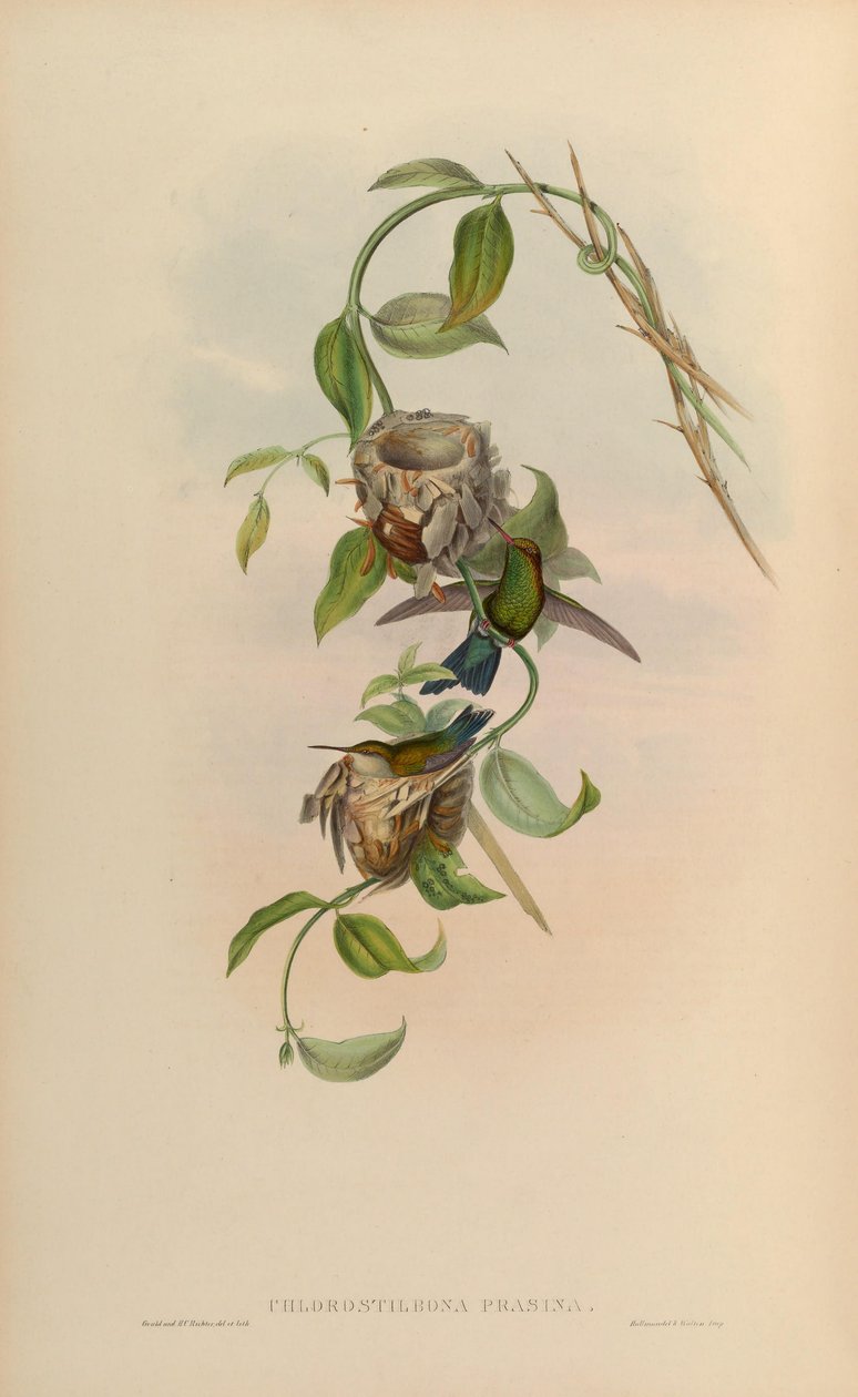 Chlorostilbon prasinus = Chlorostilbon mellisugus prasinus 作者 约翰·古尔德