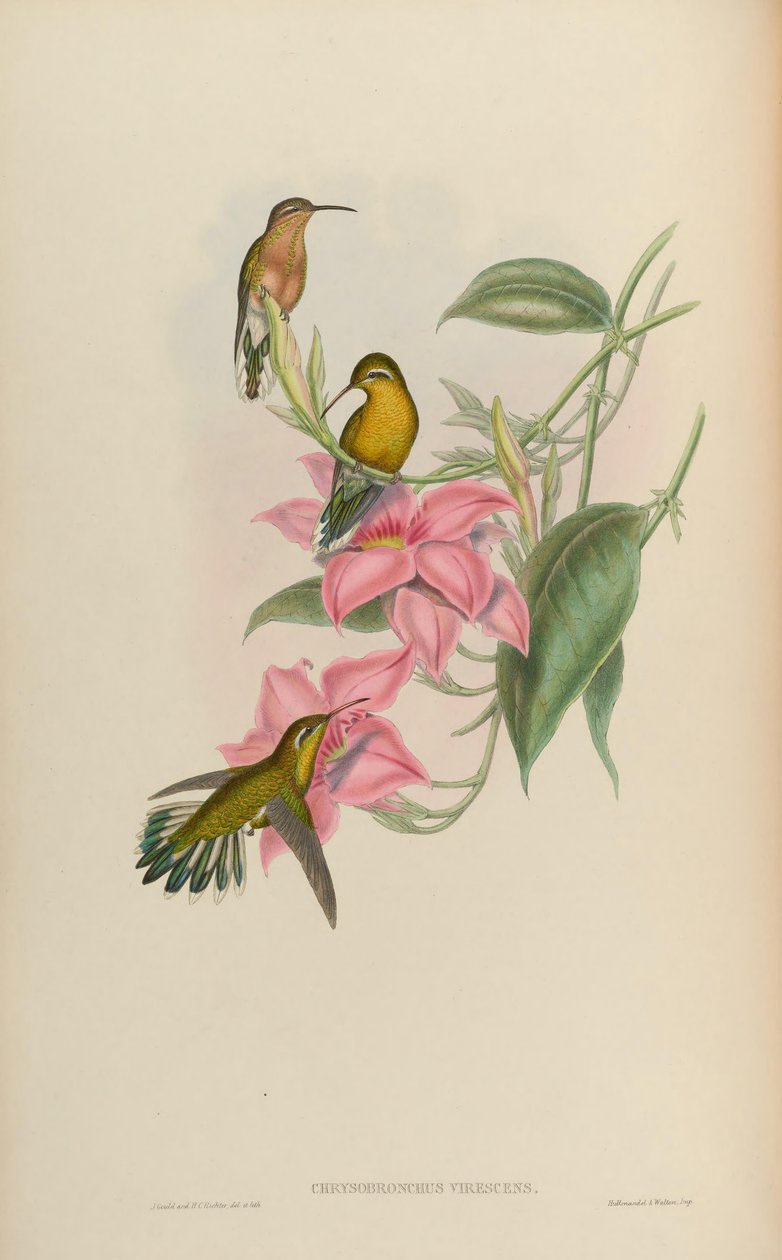 Chrysobronchus绿色= Amaxilia viridicauda 作者 约翰·古尔德