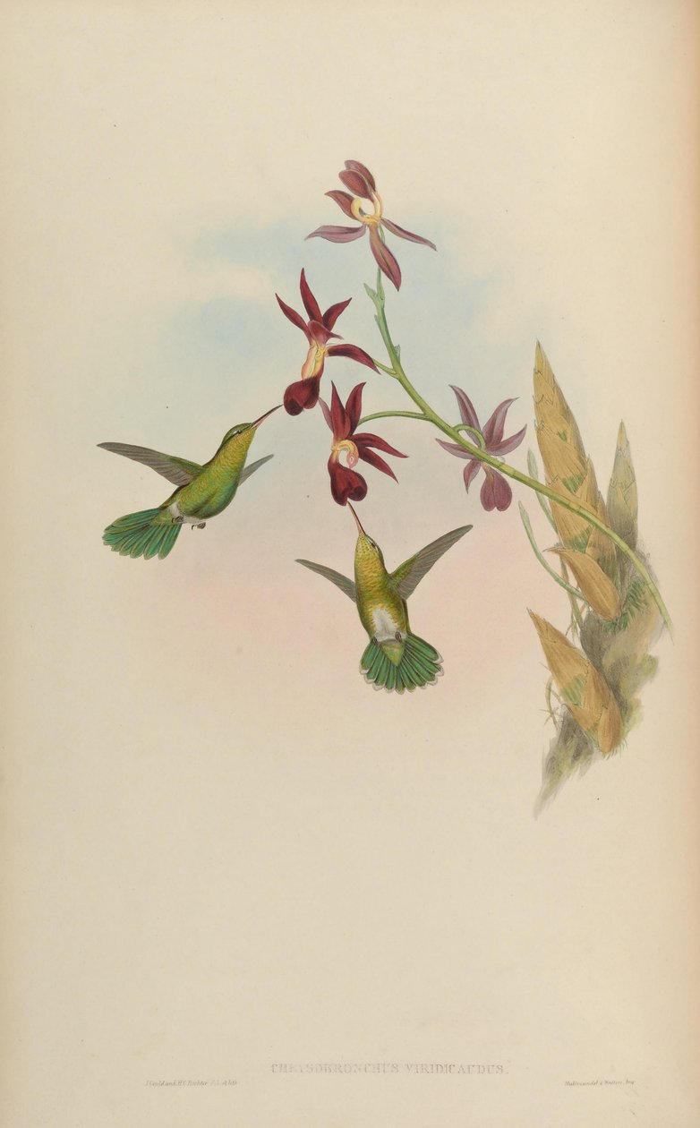Chrysobronchus viridicauda = Amaxilia viridicauda 作者 约翰·古尔德