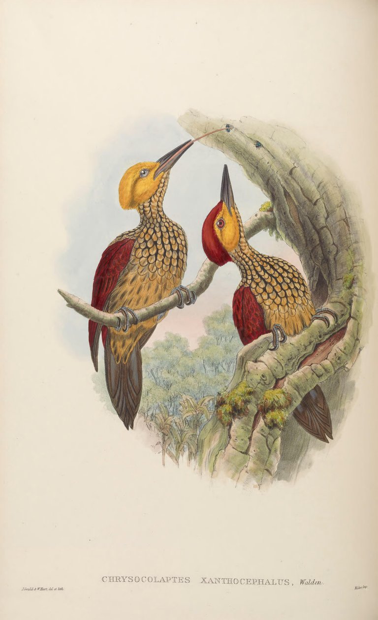 Chrysocolaptes xanthocephalus 作者 约翰·古尔德