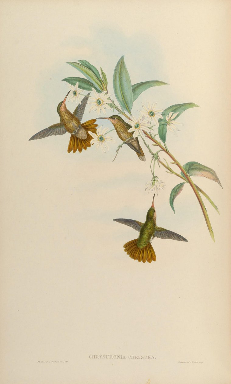 Chrysuronia chrysura = Hylocharis chrysura 作者 约翰·古尔德