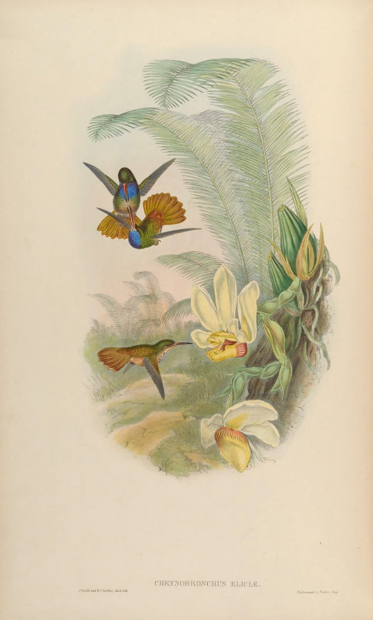 Chrysuronia eliciae = BCS eliciae 作者 约翰·古尔德