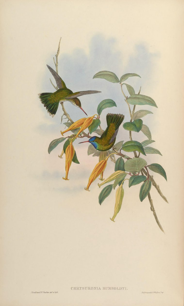 Chrysuronia humboldti = Hylocharis humboldti 作者 约翰·古尔德