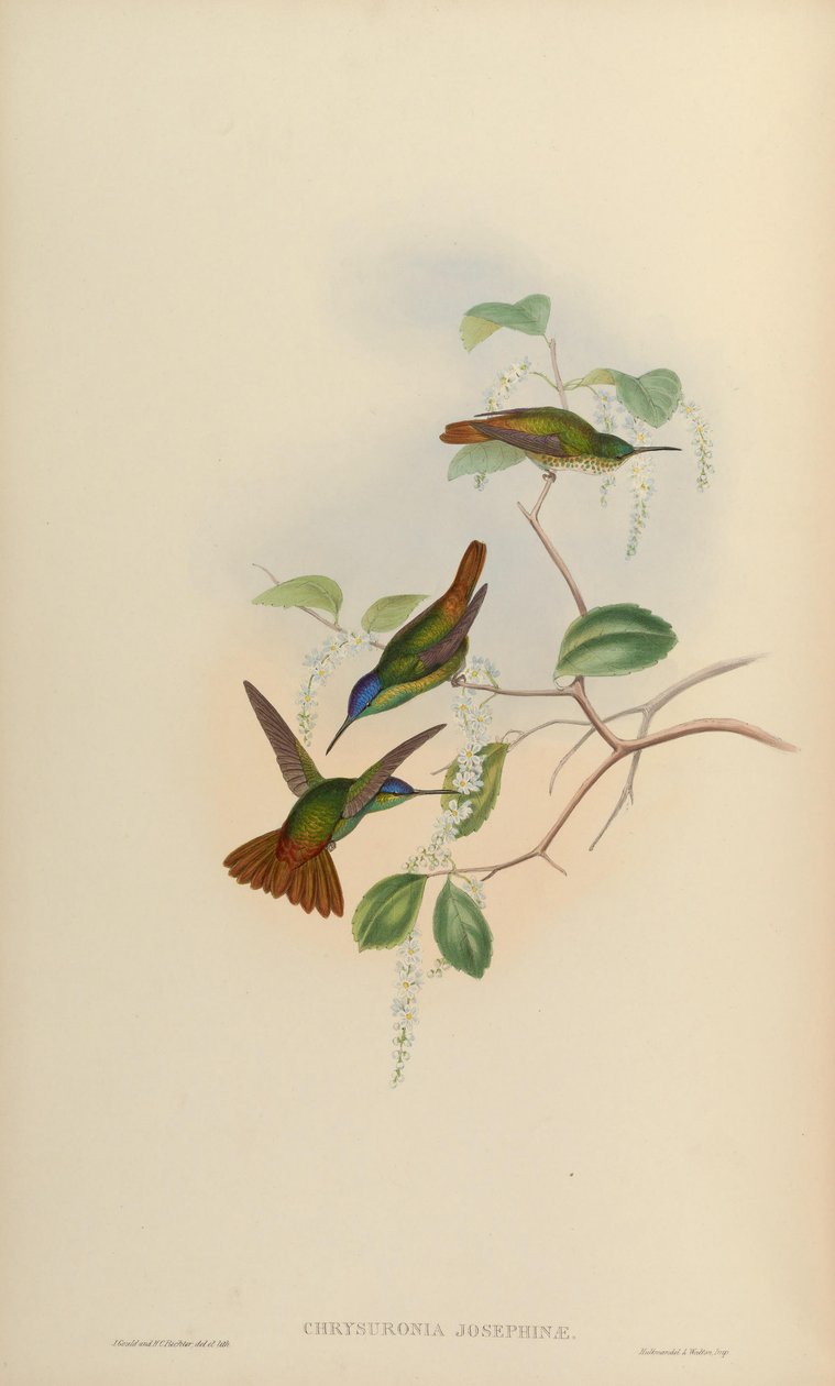 Chrysuronia josephinae = Chrysuronia oenone josephinae 作者 约翰·古尔德
