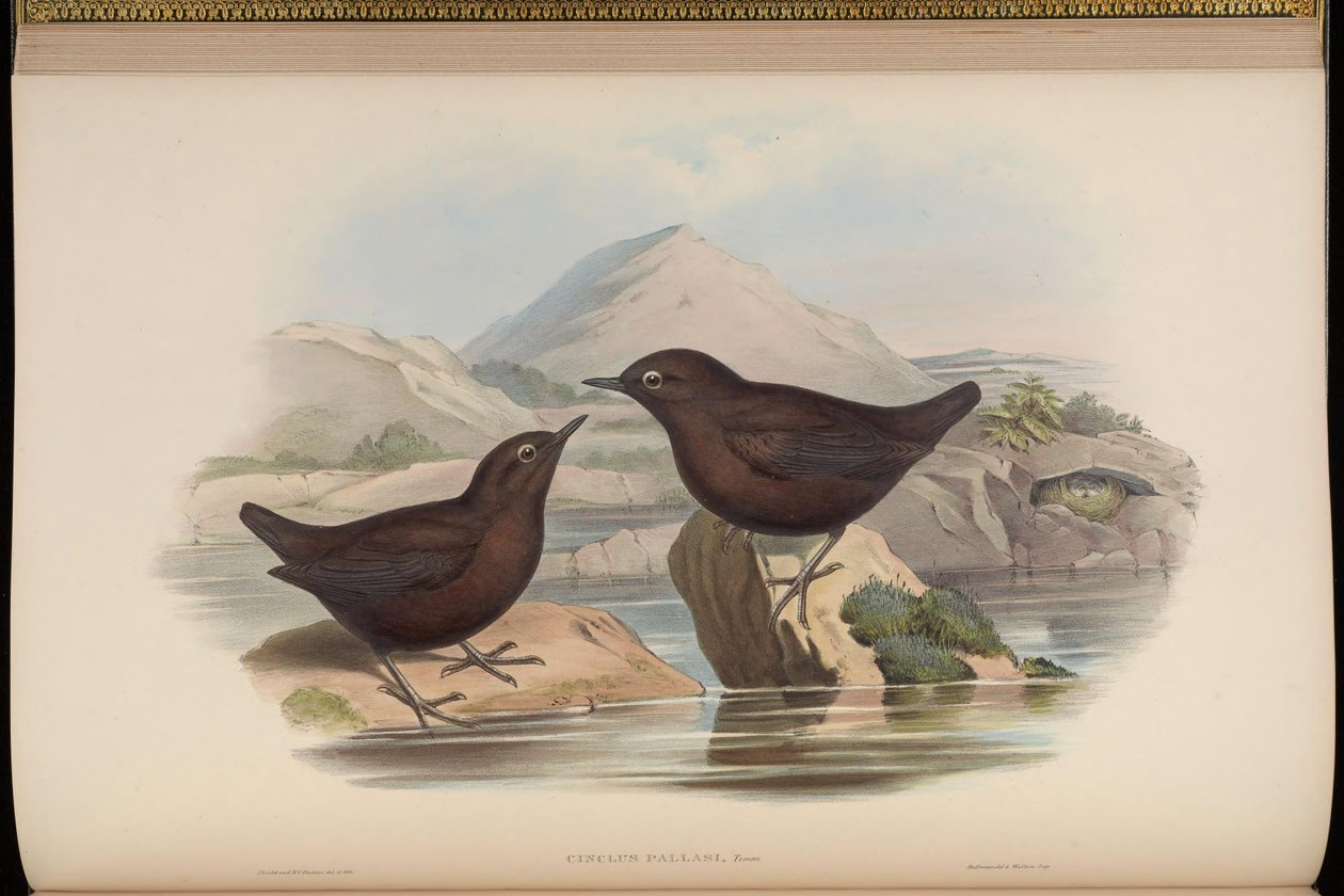 Cinclus pallasii 作者 约翰·古尔德