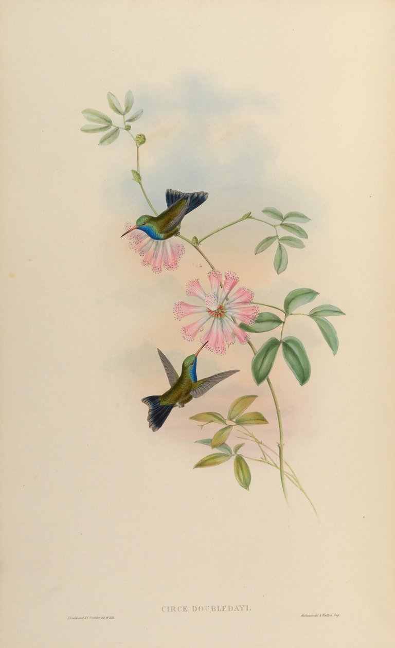 Circe doubledayi = Cynanthus latirostris doubledayi 作者 约翰·古尔德